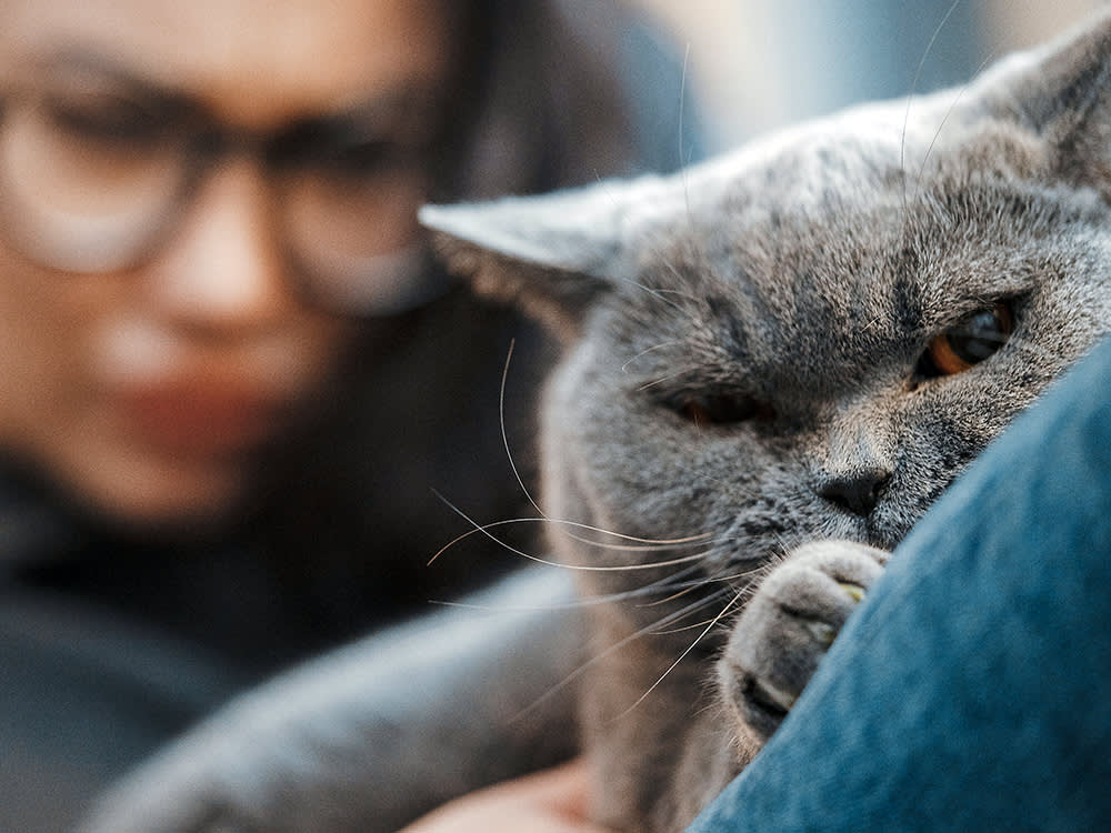 Your Cat Isn't Plotting Revenge. They Already Forgot.