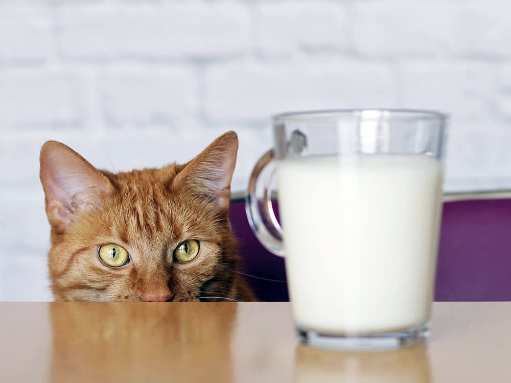Cats and Almond Milk: You're Solving a Problem Your Cat Doesn't Have