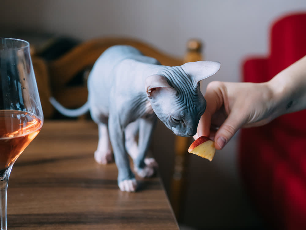 Apples Won't Hurt Your Cat. Your Cat Just Won't Care