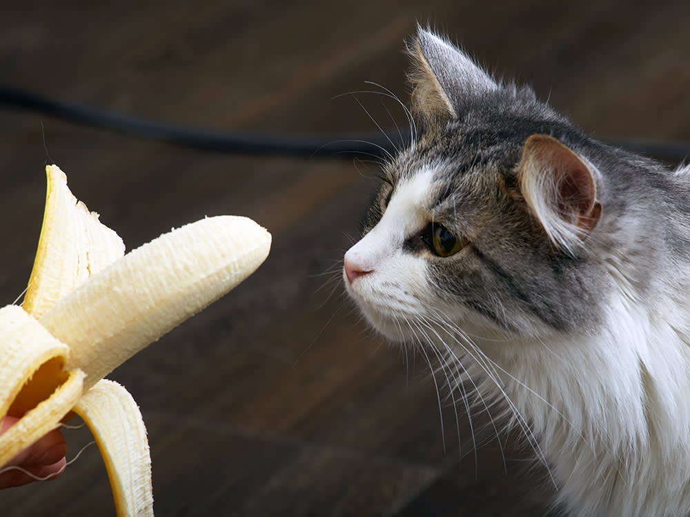Why Your Cat Runs From Bananas (and Whether a Bite Is Safe)