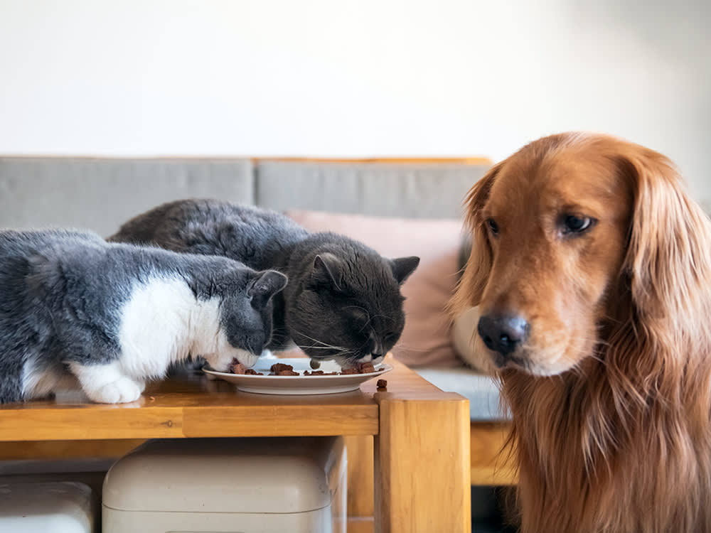 Your Cat Can Eat Dog Food. One Missing Nutrient Means They Can't Live on It
