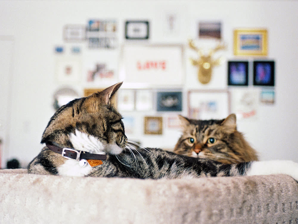 Your Cat Knows Its Roommate's Name. It Just Won't Perform for You.
