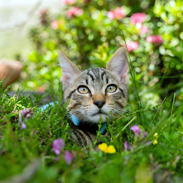 Cats Rarely Get Lyme. They Get Something Far Worse.