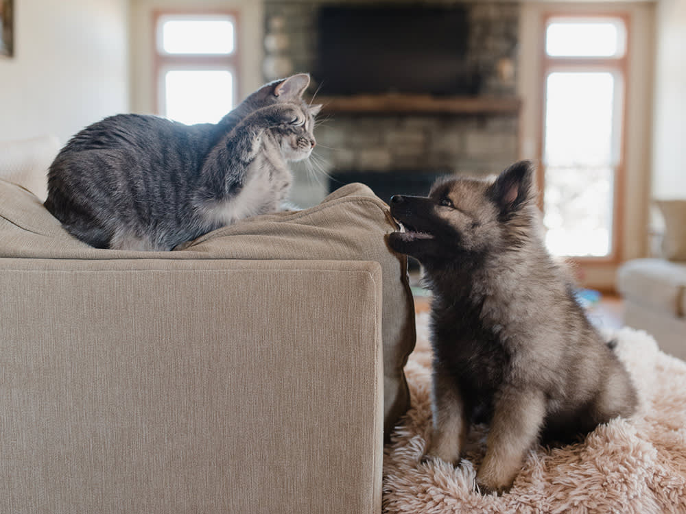 Cats vs. Dogs: Who Actually Has the Bigger Brain?