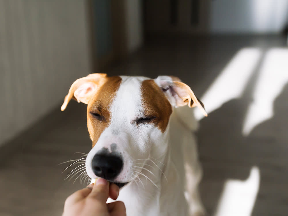 CBD Is King in the Pet Aisle. The Crown Is Unregulated.