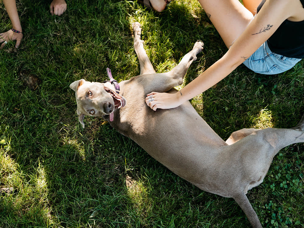 The Dog CBD Study Everyone Cites Validated a Protocol, Not a Product