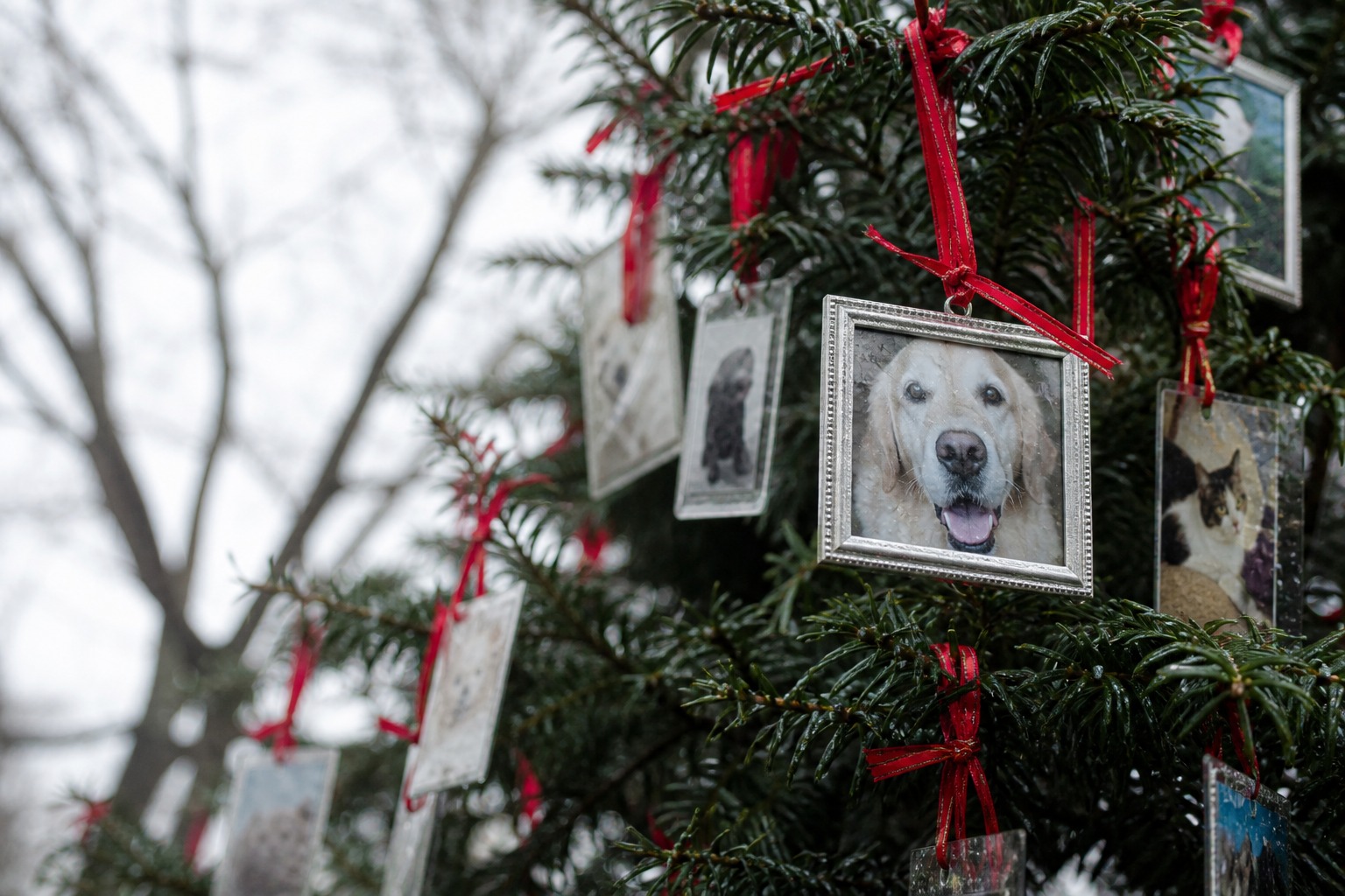There's a Tree in Central Park Covered in Dead Pets. New Yorkers Made It Sacred.