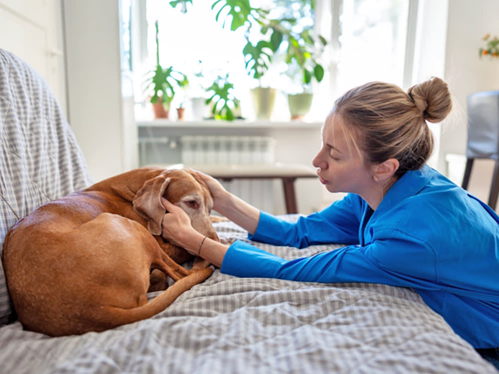 Zyrtec for Your Itchy Dog: The Question Isn't 'Is It Safe,' It's 'Will It Work'