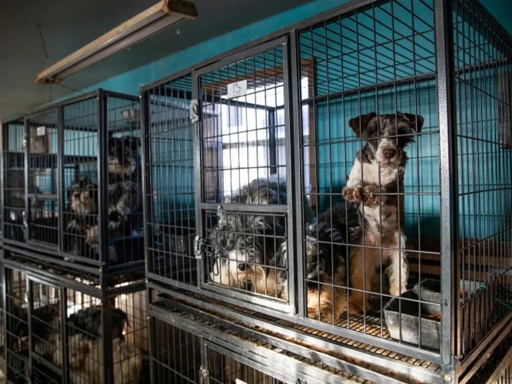 Deputies Seized 44 Dogs From a North Carolina Property. The Second Search Found Over 170 More.