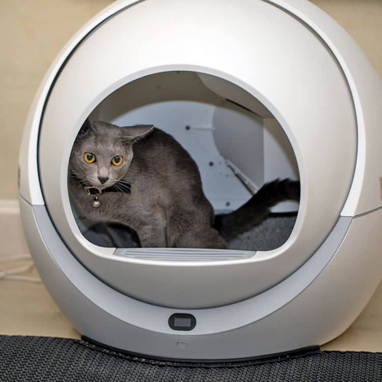 Before You Buy a Self-Cleaning Litter Box, Understand the One Way They Kill
