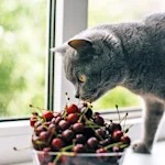 Cats and Cherries: Everyone Fears the Cyanide. The Pit Is What Actually Hurts Them
