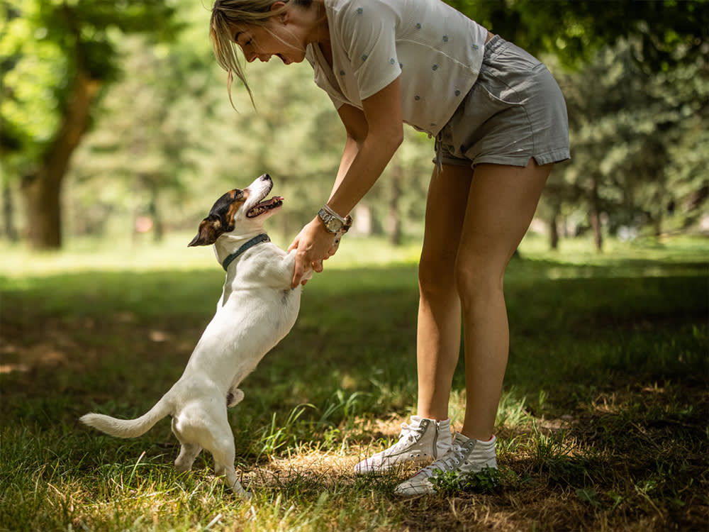 The 'Miracle' Antibiotic for the Mystery Dog Illness Isn't a Cure. It's a Last Resort.