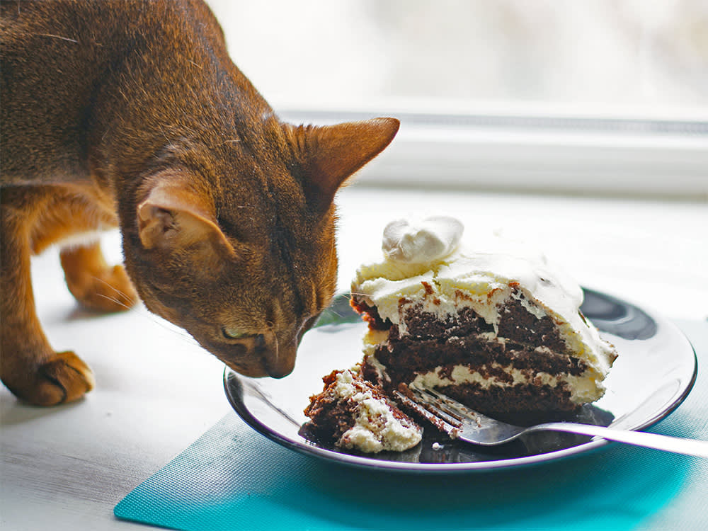 Chocolate Hits Cats Harder Than Dogs. One Quirk Is Why You Rarely Hear About It
