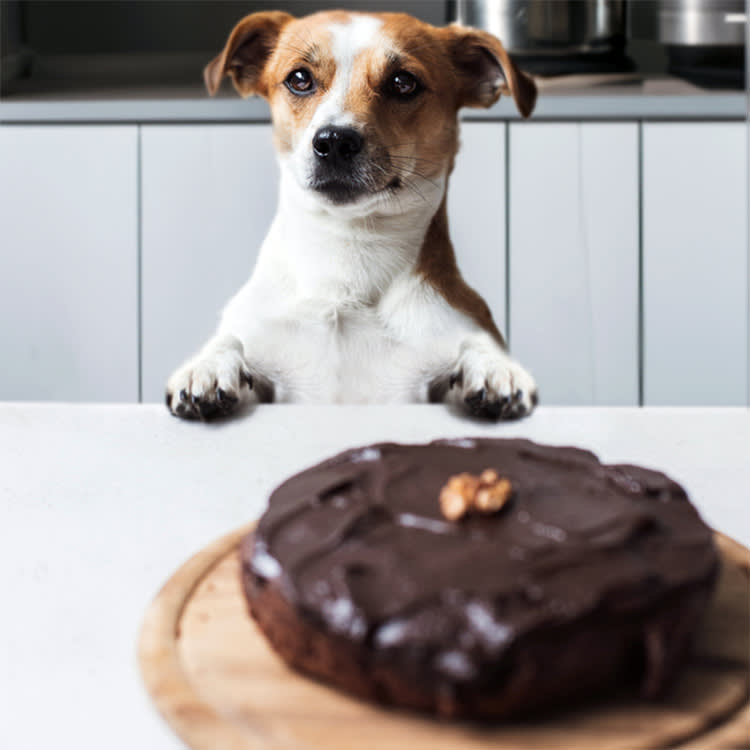 Your Dog Ate Chocolate: The Weight-and-Type Math That Tells You What to Do