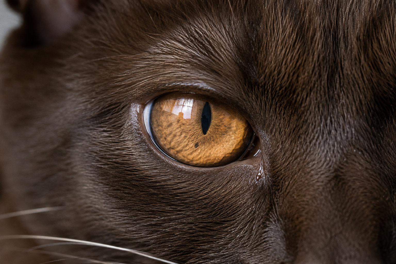 Two Kinds of Cat Eye Color: The Kind You're Born With and the Kind to Worry About