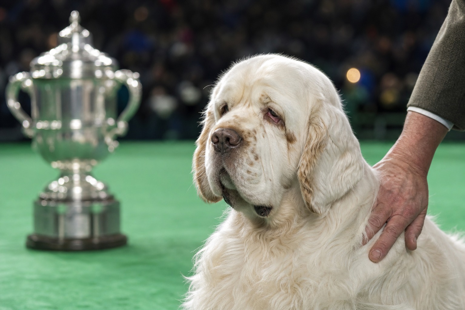Crufts Just Crowned Its Best Dog. The Handler's Past Became the Story.