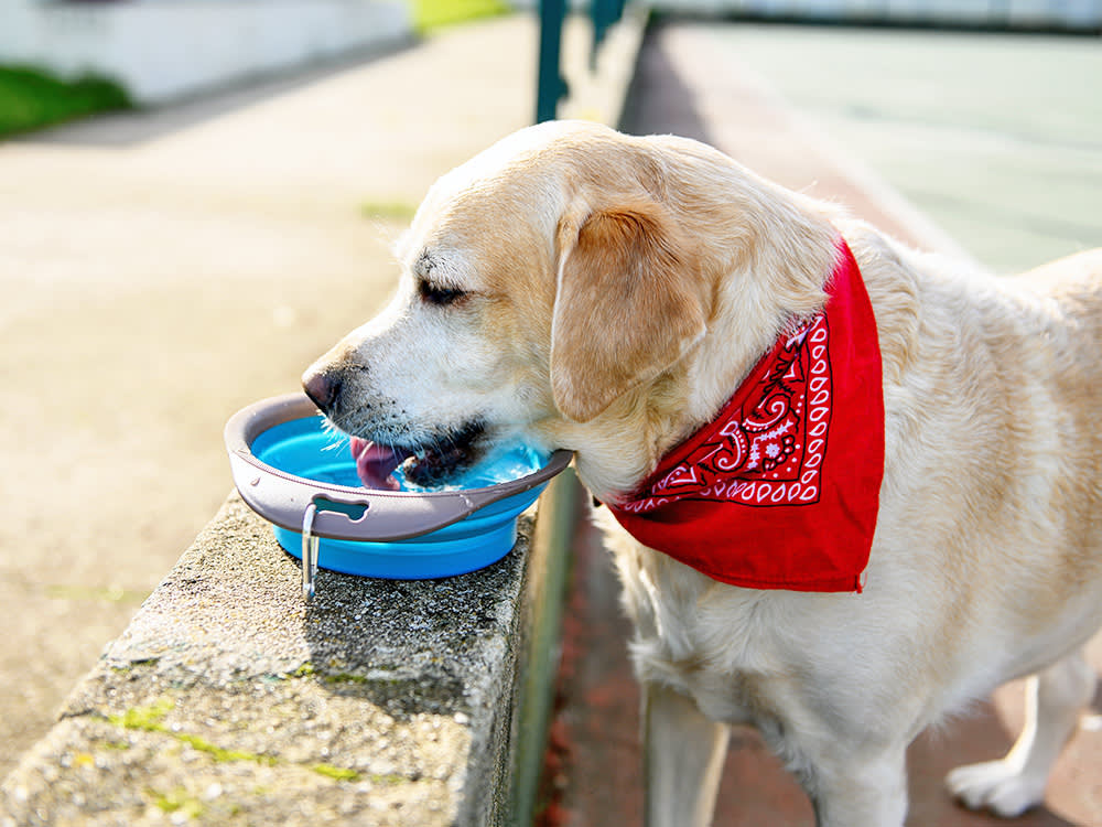 Cold Water for Dogs: Safe Treat or Bloat Risk? Sorting Myth From Fact