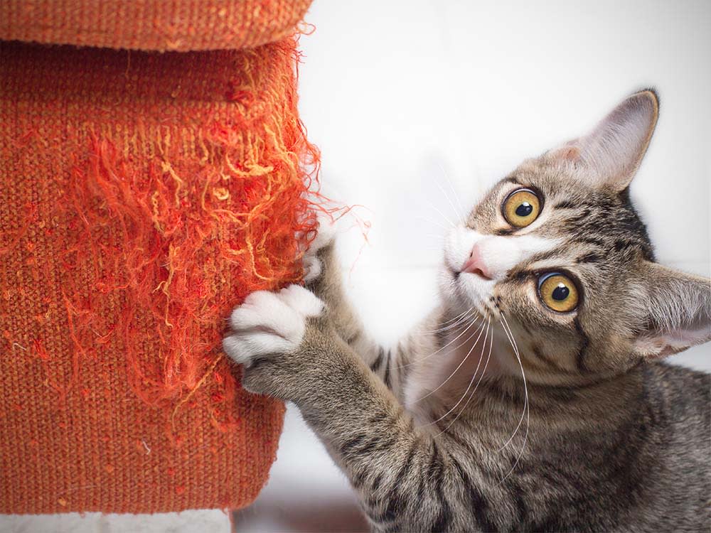 Your Couch Isn't Losing to Your Cat. It's Losing to Bad Real Estate.