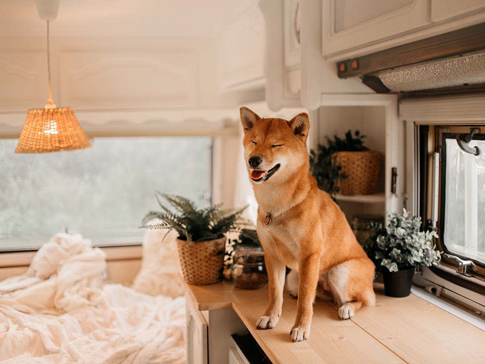 Your Counter-Surfing Dog Isn't Rude. He's Getting Paid.
