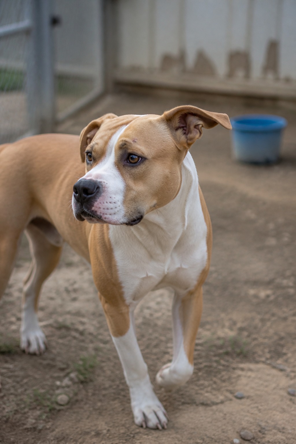 I Gave Cropped-Eared Dogs Their Ears Back With AI. The Ears Were the Easy Part