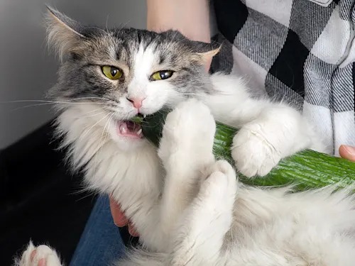 Cucumbers Are a Safe, Hydrating Snack for Cats. The Viral Scare Video Is the Real Danger