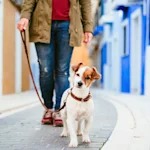 Your Dog Isn't Blowing You Off. Six Cues Are Just Broken.