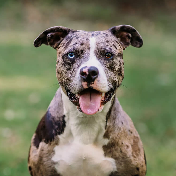 America's Cutest Rescue Dog Can't Handle a Leash