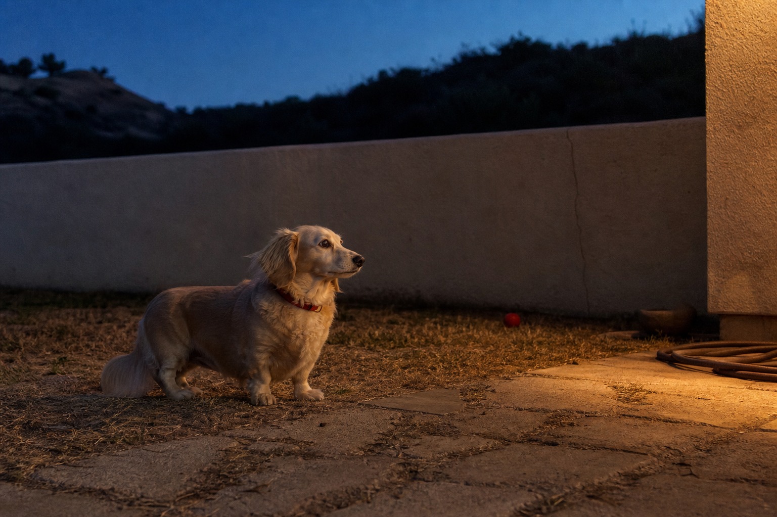 The Coyote Had Her Dog in Its Mouth. The Wall Is the Only Reason She Got Her Back.