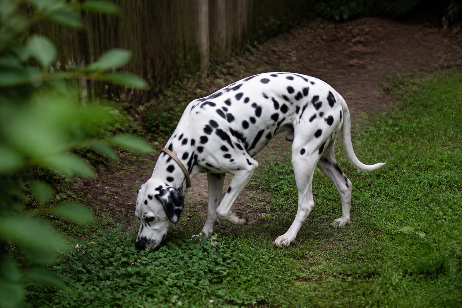 Every Dalmatian Carries a Broken Gene. Fixing It Meant Adding a Pointer.