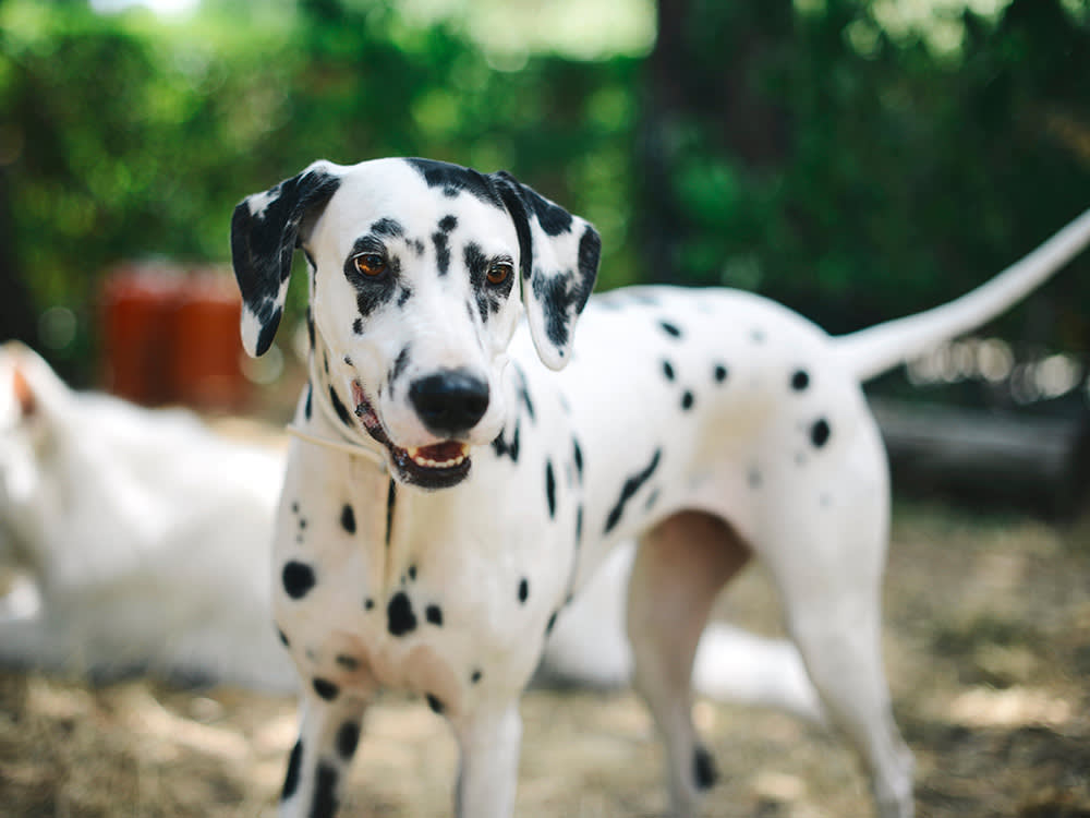 Every Dalmatian Carries a Broken Gene. Fixing It Meant Adding a Pointer.