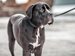 The 'Trainer' Who Starved 133 Dogs Is Finally Going to Prison for 15 Years