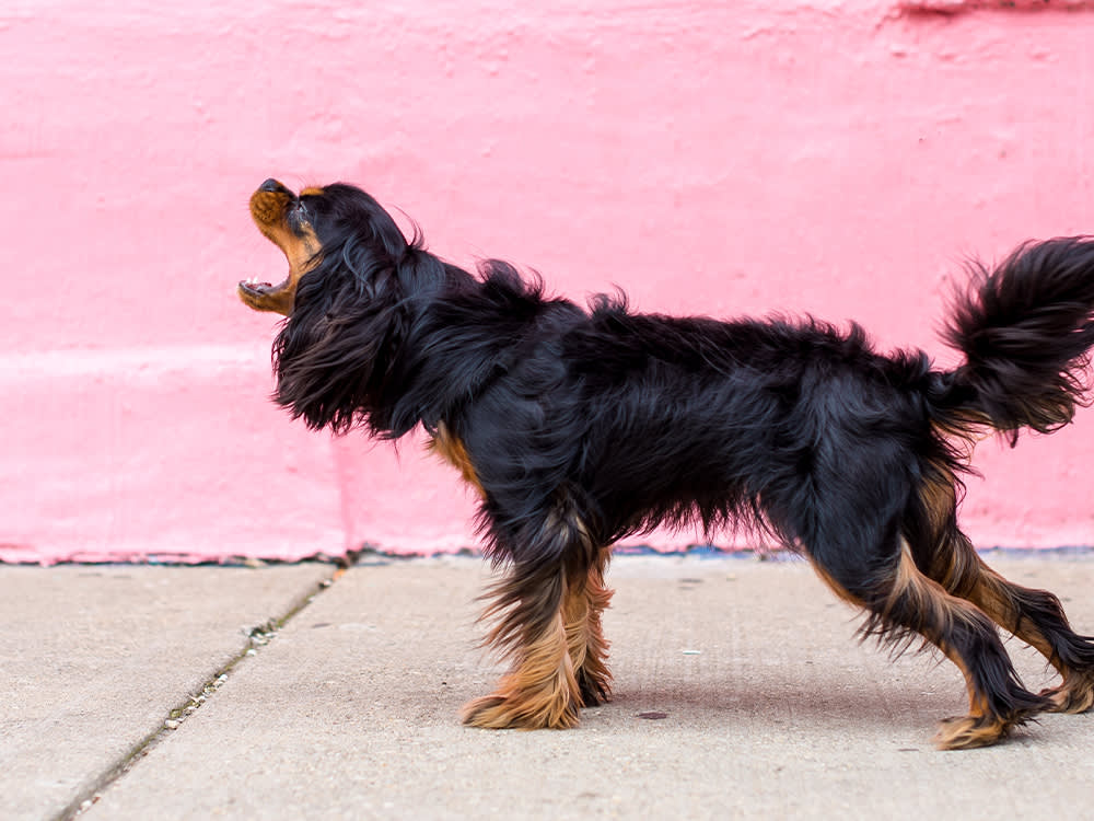 You Can't Quiet a Bark You Haven't Decoded