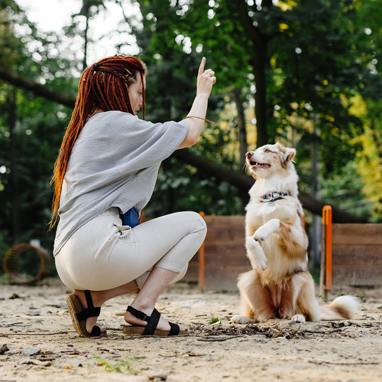 Every Dog Trainer Says They're 'Humane.' Here's How to Read Past It