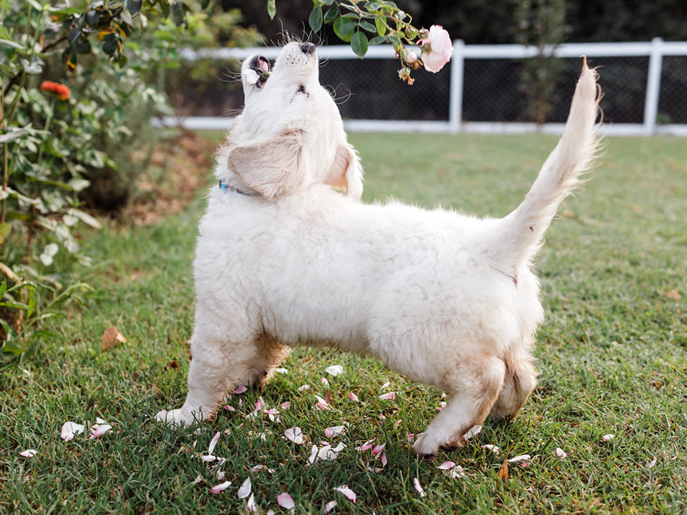 Your Puppy's Barking Isn't One Problem. It's Four.