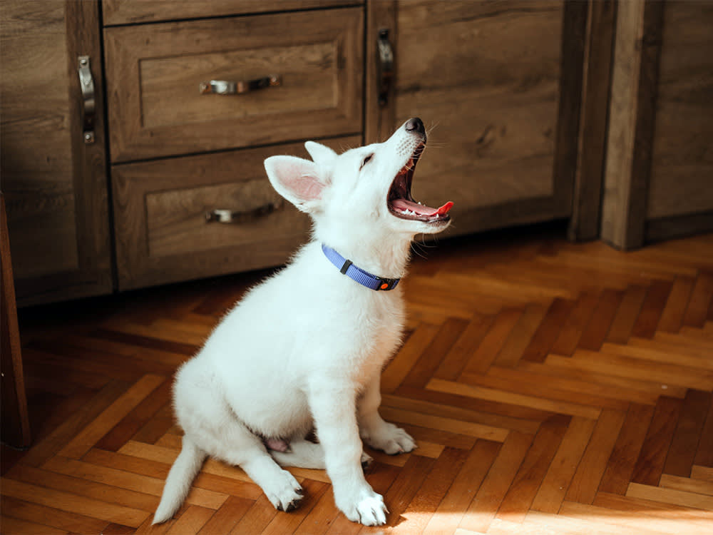 Your Puppy Is Talking to You. Here's the Translation.