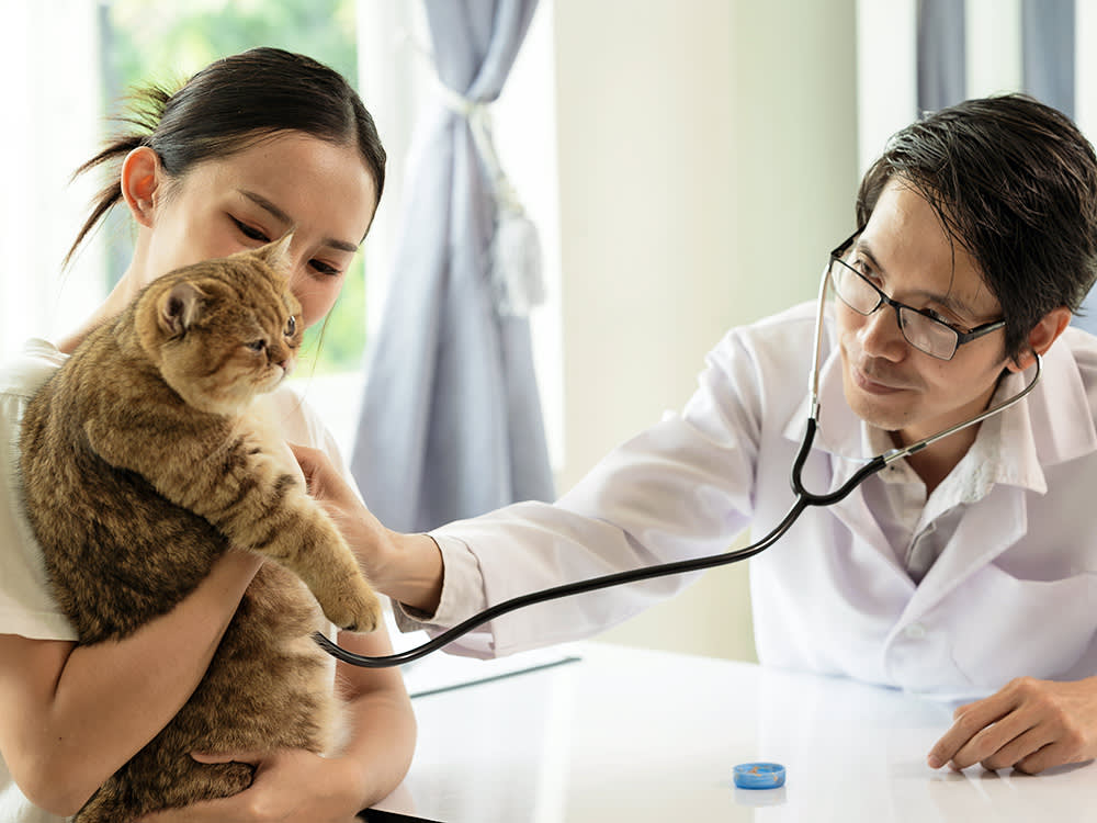 Depo-Medrol Works Fast for Cats. The Catch Is What 'Long-Lasting' Really Means.