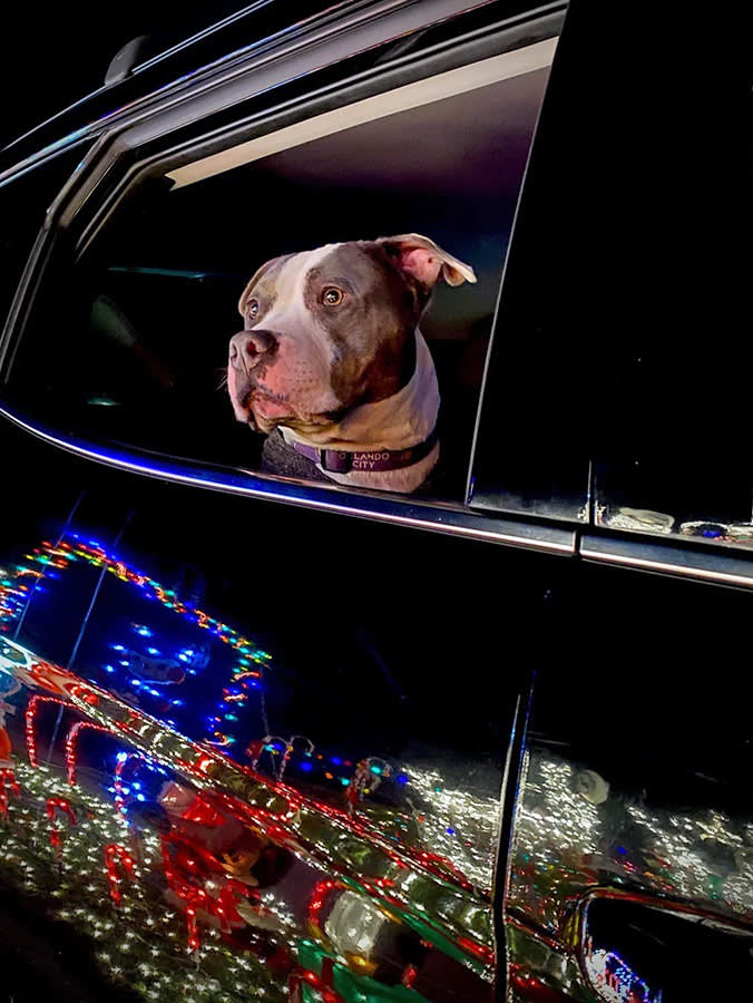 Those Viral 'Dogs Love Christmas Lights' Videos? It's Mostly You They Love