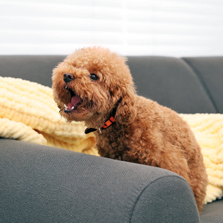 Yes, Dogs Get Tired of Barking. Waiting Them Out Still Won't Work.