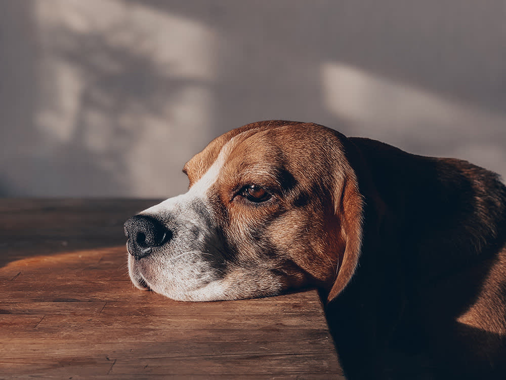 When One Dog Dies, the Other One Changes. Science Finally Has Numbers on It.
