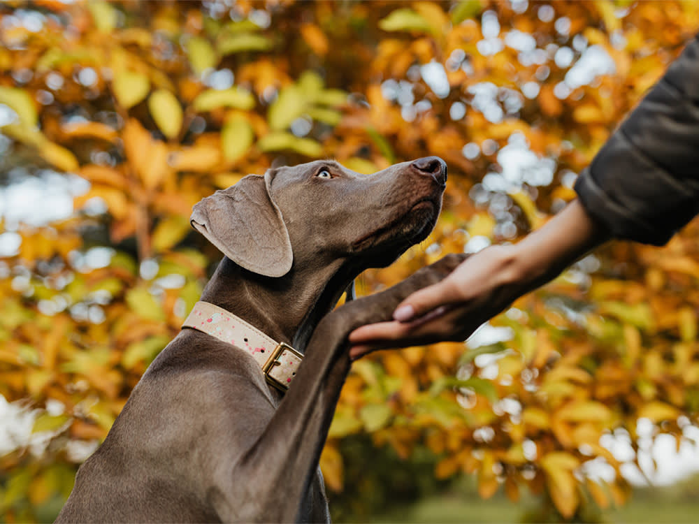 That Study Said Dogs Ignore Your Bad Advice. Newer Research Says the Opposite.