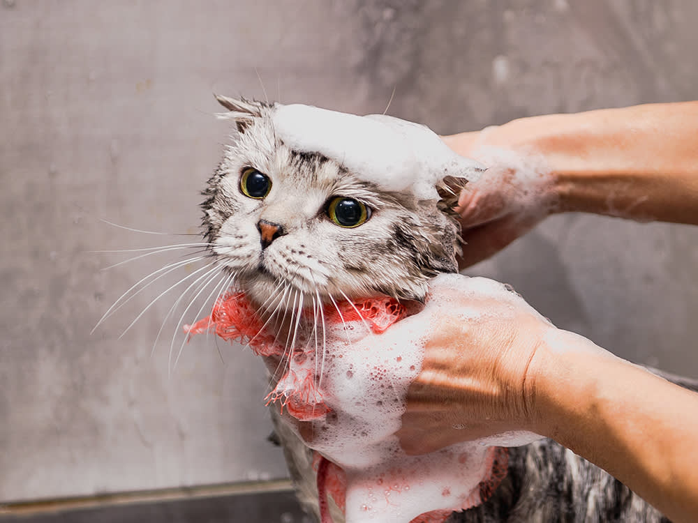 A Cat's Tongue Cannot Do This: When Grooming Stops Being Optional