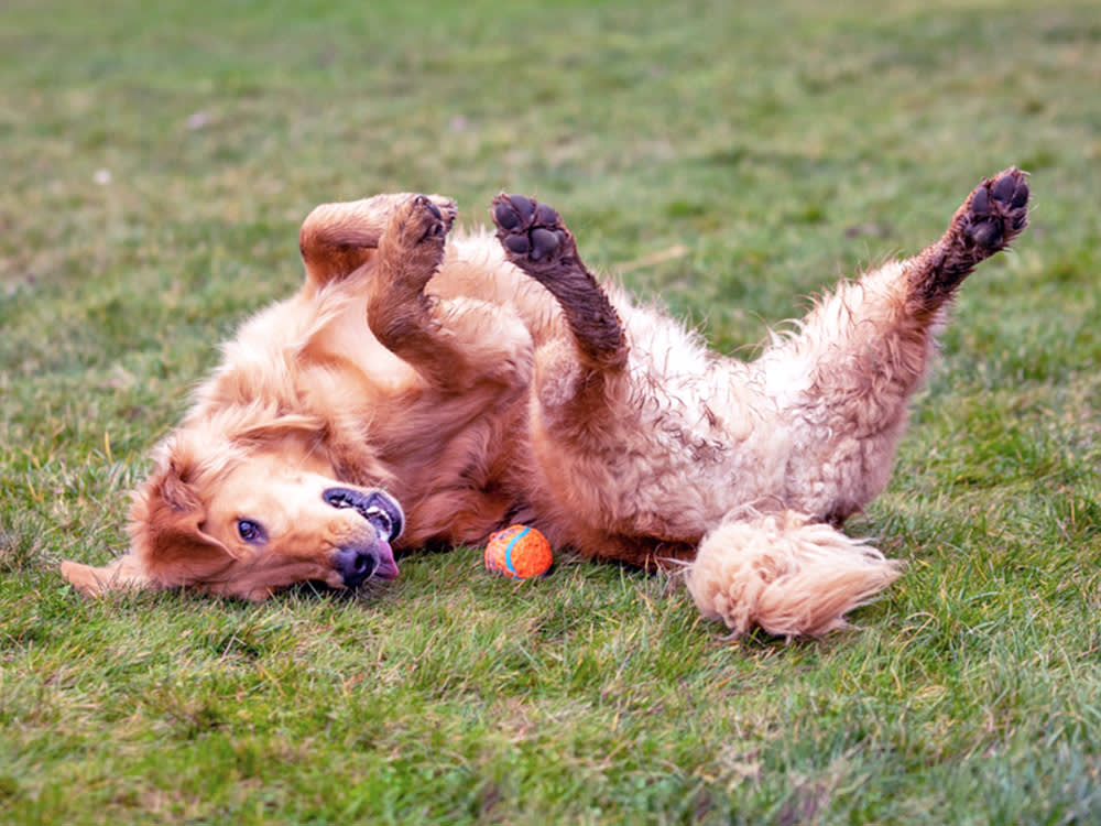Scientists Built an ADHD Test for Dogs. The Catch Is What It Measures.