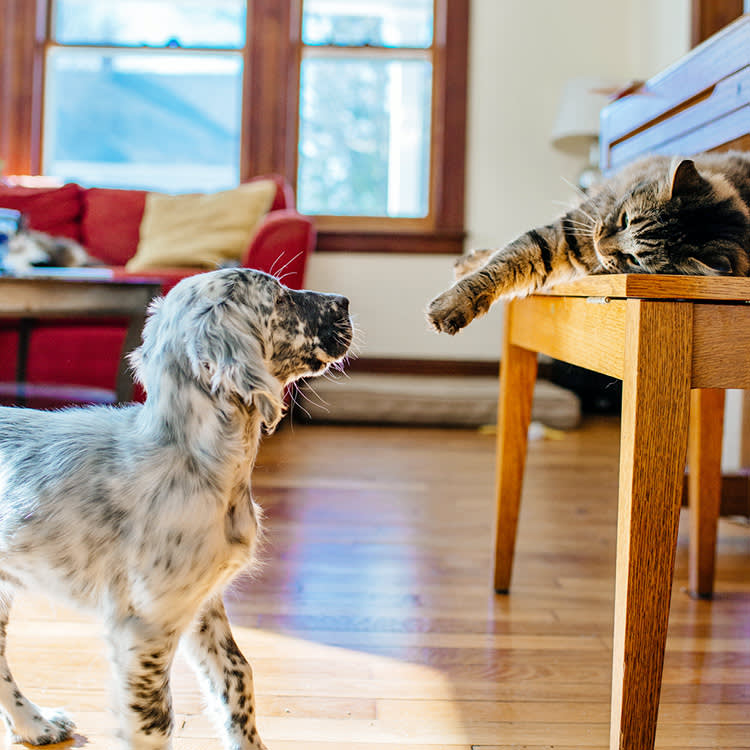 Yes, Your Dog Can Be Allergic to Your Cat. It Probably Isn't.
