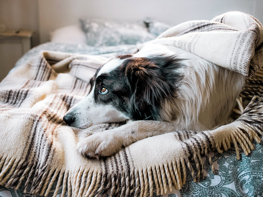 Your Dog's Scooting Isn't Funny. It's a Message From the Other End.