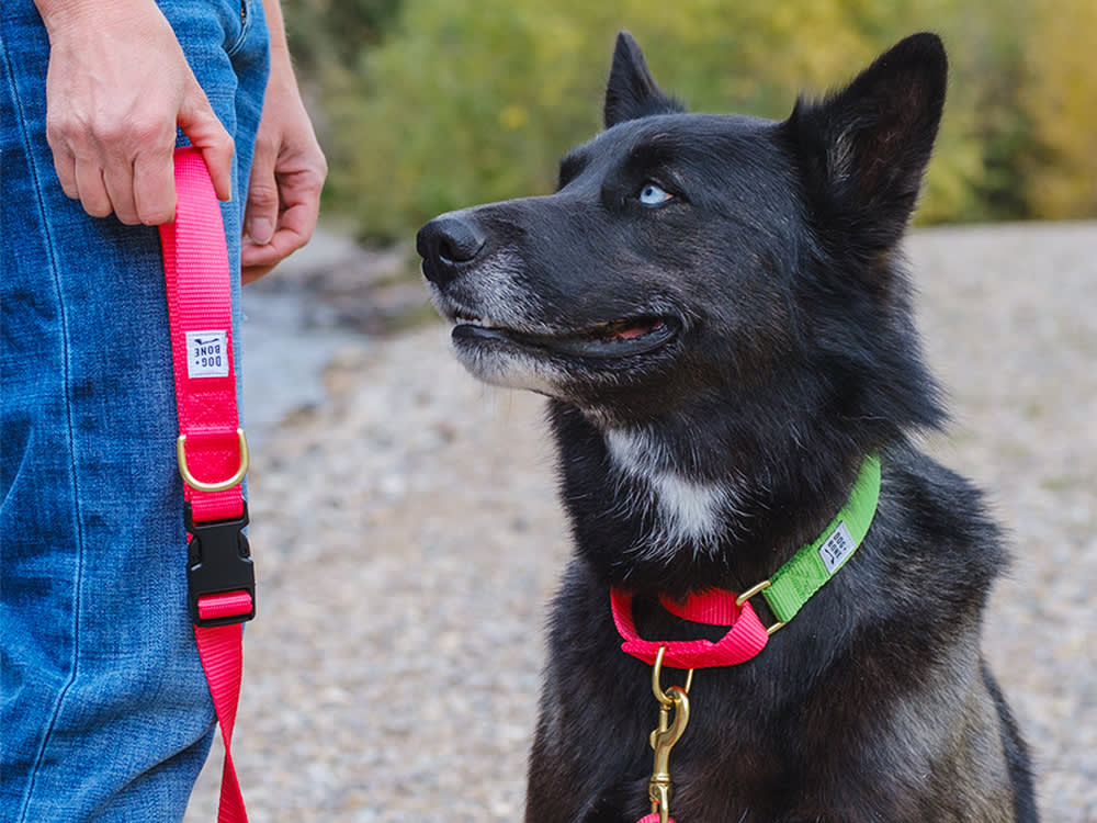 The Escape-Proof Collar Shelters Swear By Comes From a Town of 400
