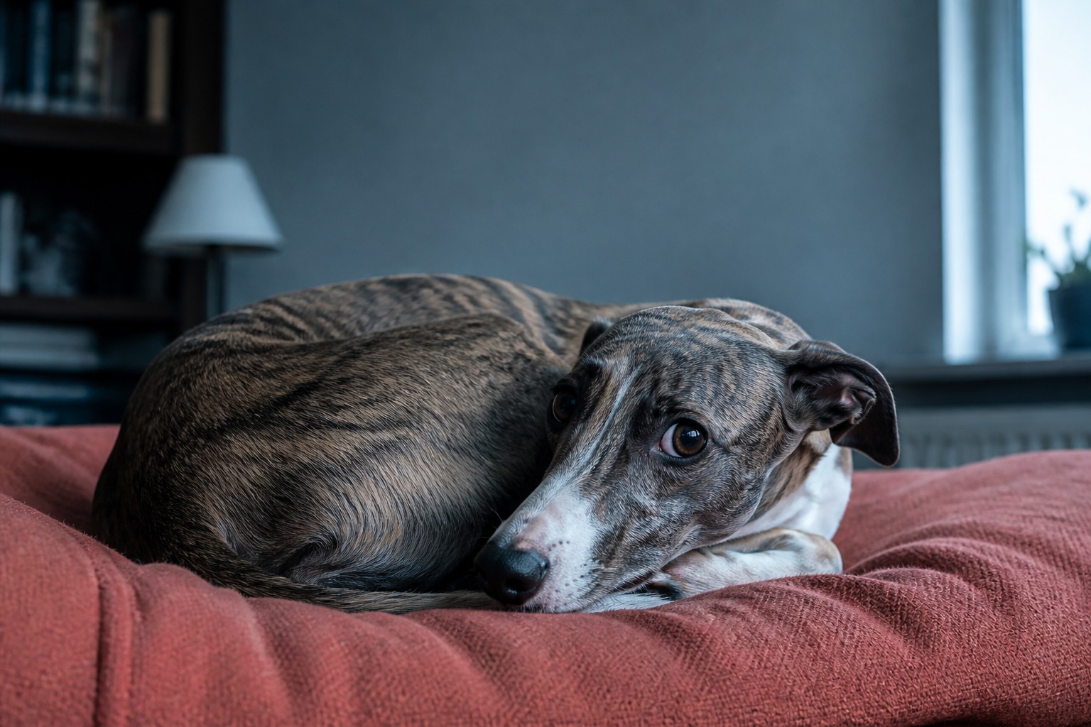 Dog Anxiety Isn't One Thing. That's Why Treating It Like One Fails