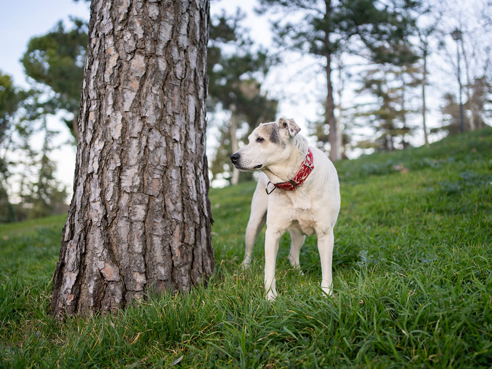 There's No One Drug for Dog Arthritis. Here's the Whole Menu.