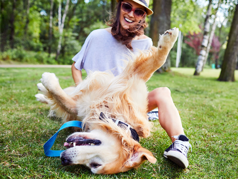 Your Dog Is the Cheapest Anti-Anxiety Tool You Own. Most People Waste It.