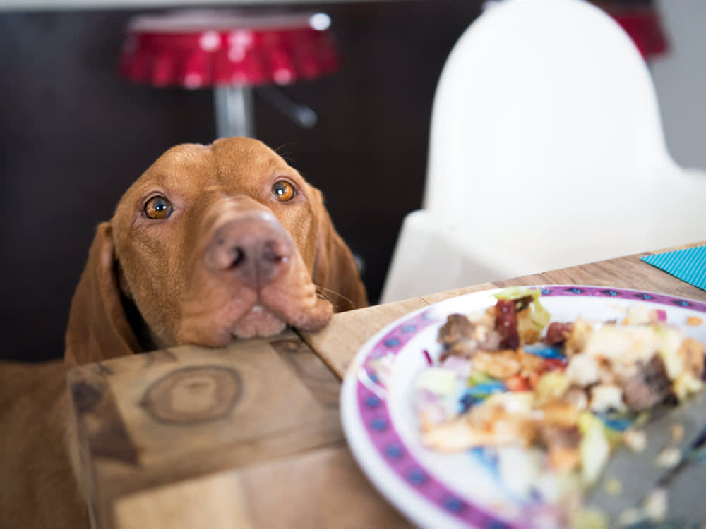 Your Dog Ate a Chicken Bone. Where It Lands Decides Everything.