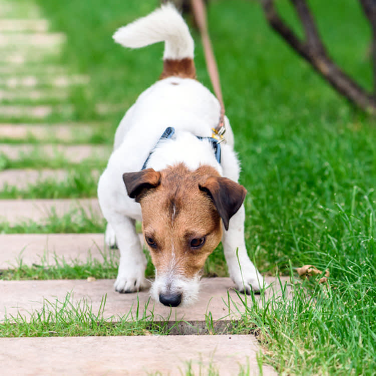 Your Dog Scavenges on Walks. That Napkin Could Be Cocaine.